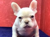Süper Kalite Ve Muhteşem Güzellikte French Bulldog Platinyum