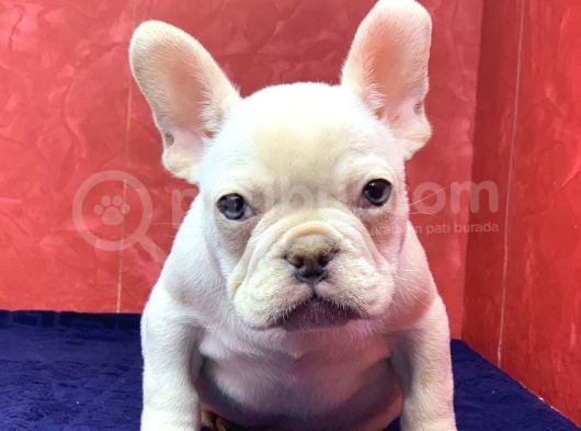 Süper Kalite Ve Muhteşem Güzellikte French Bulldog Platinyum