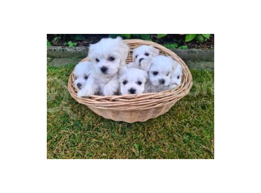 Maltese Terrier A Kalitesıfır Numara Yavrularım