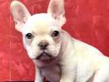 Süper Kalite Ve Muhteşem Güzellikte French Bulldog Platinyum