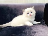 Safkan Mükemmel  Ragdoll Yavruları