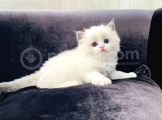 Safkan Mükemmel  Ragdoll Yavruları görsel