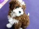 Sevimli Yavrular Malti̇po Ci̇nsi̇ Mini Boy Puppy Kıvırcık Tüylü