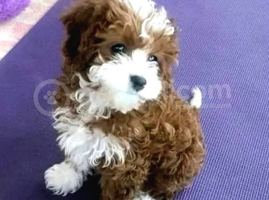 Sevimli Yavrular Malti̇po Ci̇nsi̇ Mini Boy Puppy Kıvırcık Tüylü görsel