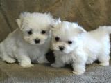 Maltesse Terrier Cinsi Mini Boy Puppy Kar Beyaz