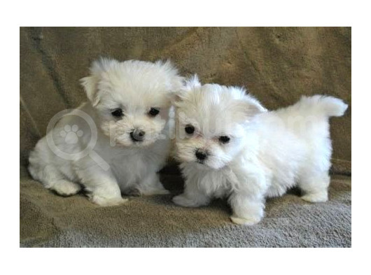 Maltesse Terrier Cinsi Mini Boy Puppy Kar Beyaz görsel