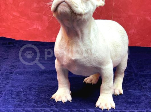 Süper Kalite Ve Muhteşem Güzellikte French Bulldog Platinyum görsel