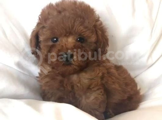 Teacup 2 Kg Garanti̇si̇ Altinda Kirmizi Red Tooy Poodle