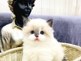 Safkan Mükemmel  Ragdoll Yavruları
