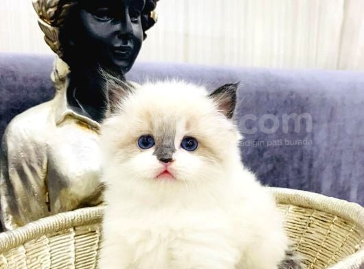 Safkan Mükemmel  ragdoll yavruları
