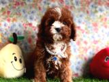 Kızıl Beyaz Üst Kalite Maltipoo