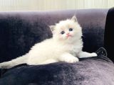 Safkan Mükemmel  Ragdoll Yavruları