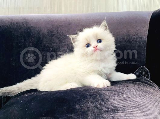 Safkan Mükemmel  Ragdoll Yavruları görsel