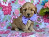 Sevimli Yavrular MALTİPO CİNSİ Mini Boy Puppy Kıvırcık Tüylü