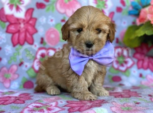 Sevimli Yavrular Malti̇po Ci̇nsi̇ Mini Boy Puppy Kıvırcık Tüylü