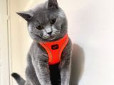 Duman Grisi Safkan British Mars