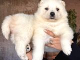 Mükemmel Kalitede Samoyed Bebekler Için Acele Edin