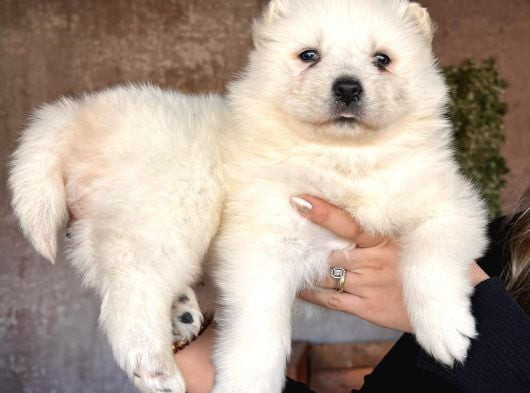 Mükemmel Kalitede Samoyed Bebekler Için Acele Edin görsel