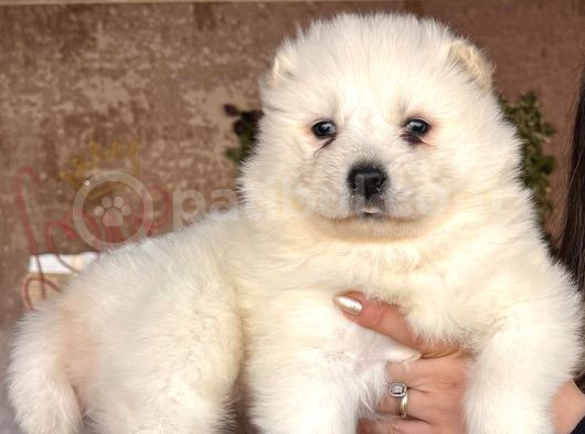 Mükemmel Kalitede Samoyed Bebekler Için Acele Edin görsel