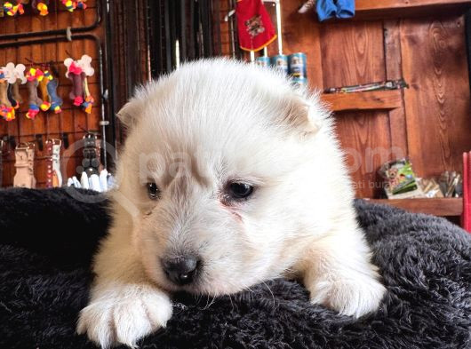 Mükemmel Kalitede Samoyed Bebekler Için Acele Edin görsel
