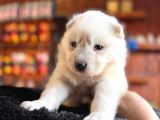 Mükemmel Kalitede Samoyed Bebekler Için Acele Edin