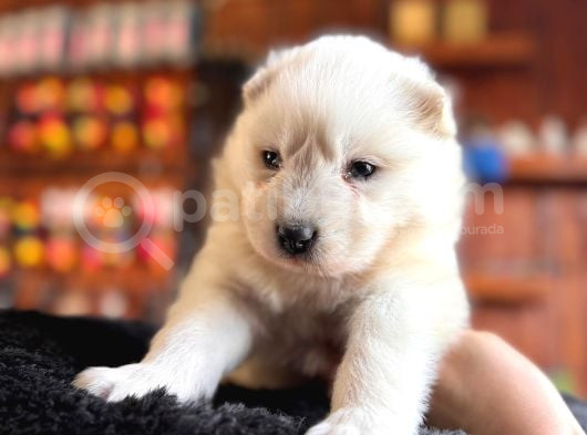 Mükemmel Kalitede Samoyed Bebekler Için Acele Edin görsel