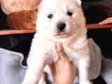 Mükemmel Kalitede Samoyed Bebekler Için Acele Edin