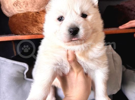 Mükemmel Kalitede Samoyed Bebekler Için Acele Edin görsel