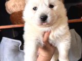 Mükemmel kalitede samoyed bebekler için acele edin