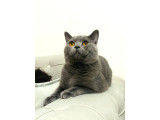 Duman Grisi Safkan British MARS