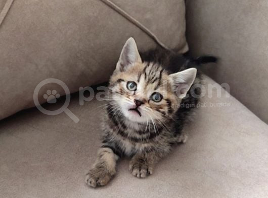 Mükemmel Bi̇r Golden Taby Erkek görsel