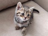 Mükemmel Bi̇r Golden Taby Erkek