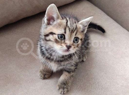 Mükemmel Bi̇r Golden Taby Erkek görsel