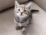 Mükemmel Bi̇r Golden Taby Erkek