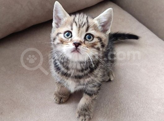 Mükemmel Bi̇r Golden Taby Erkek görsel