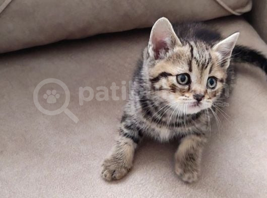 Mükemmel Bi̇r Golden Taby Erkek görsel
