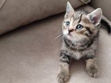 MÜKEMMEL BİR GOLDEN TABY ERKEK