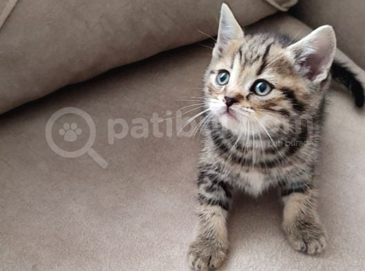 Mükemmel Bi̇r Golden Taby Erkek