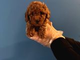 Red Browne Toy Poodle Yavrularimiz