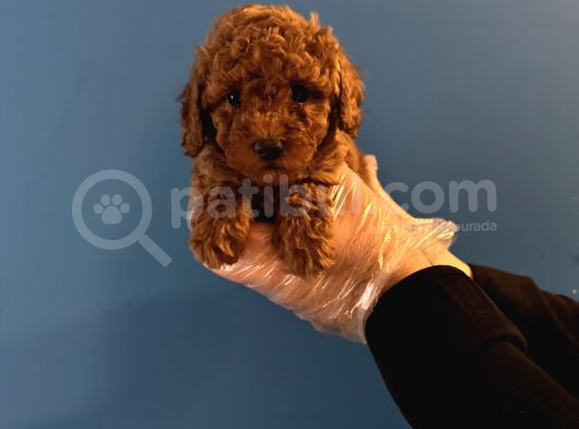 Red Browne Toy Poodle Yavrularimiz görsel