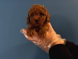 RED BROWNE TOY POODLE YAVRULARIMIZ