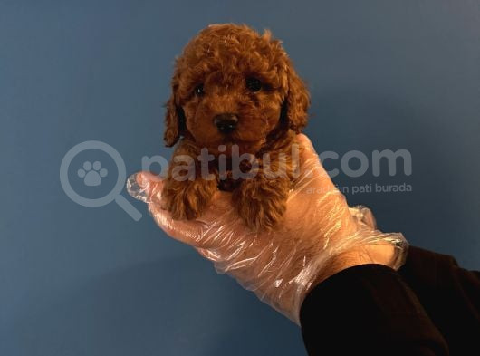 Red Browne Toy Poodle Yavrularimiz