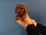 Red Browne Toy Poodle Yavrularimiz