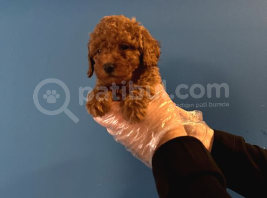 Red Browne Toy Poodle Yavrularimiz görsel