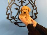 BEBEK YÜZLÜ MALTİPOO YAVRULARIMIZ