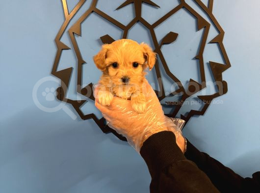 Tea Cup Malti̇poo Yavrularimiz