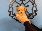 Tea Cup Malti̇poo Yavrularimiz