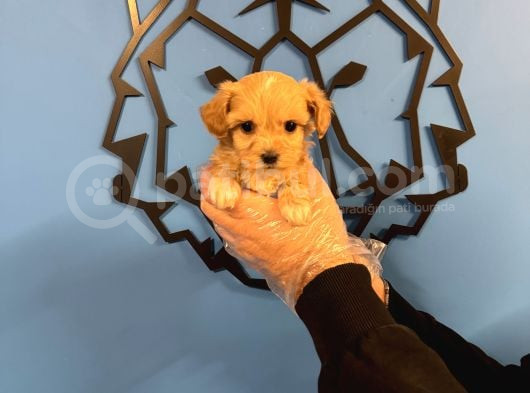 Tea Cup Malti̇poo Yavrularimiz görsel