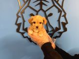 Tea Cup Malti̇poo Yavrularimiz