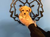 Tea Cup Malti̇poo Yavrularimiz